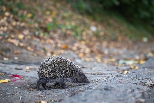 不仅为其他 不仅为其他